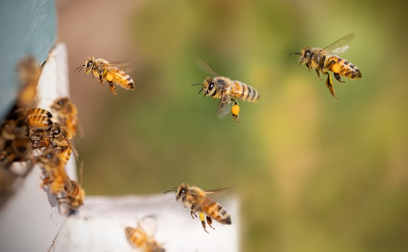 Local Honey