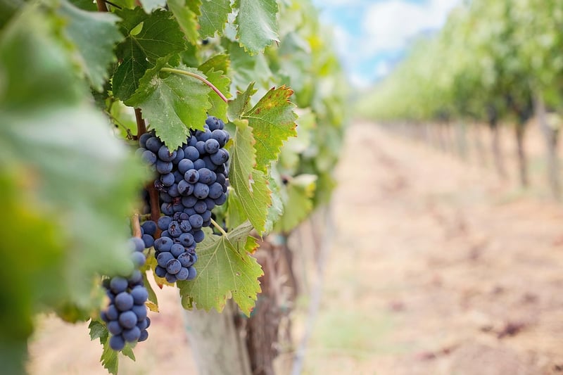 Vineyard Wedding